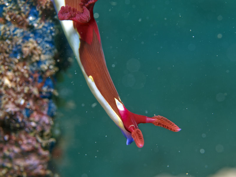 Nudibranch, Sabang Wreck